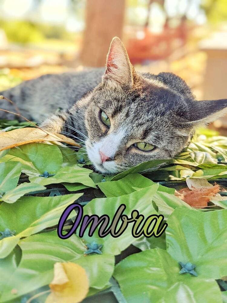 Ritratto di Ombra
