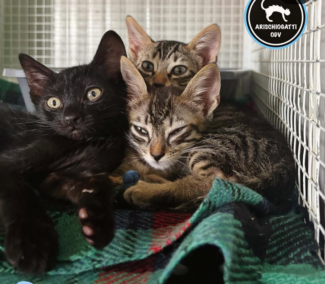 Foto di Lester, Lapo e Logan