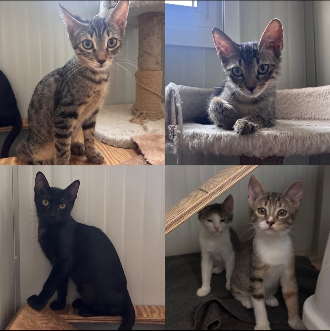 Foto 5 di Adozioni cuccioli
