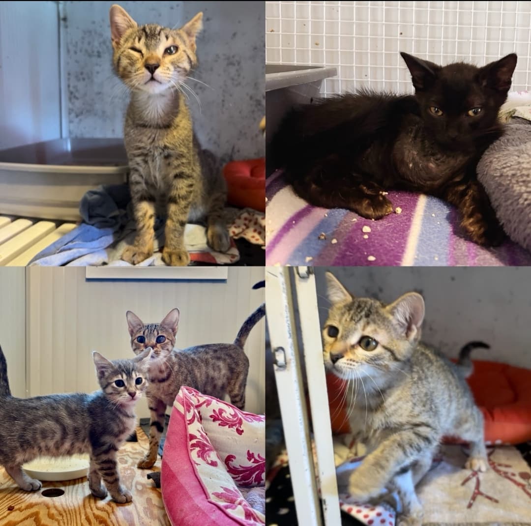 Ritratto di Adozioni cuccioli